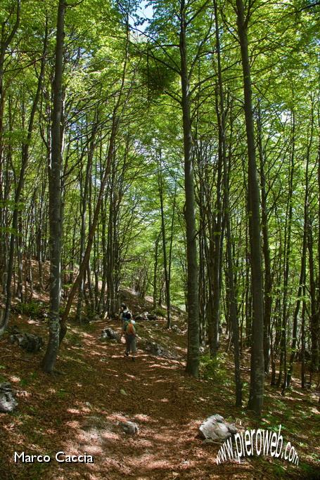 25_Scendendo nel bellissimo bosco.jpg